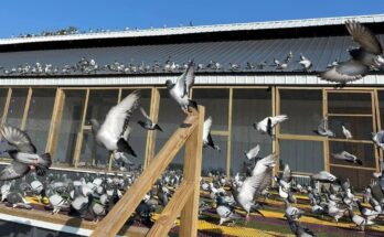 One Loft Pigeon Racing