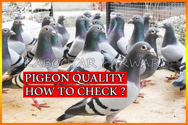 Pigeon Quality - How to select good pigeons