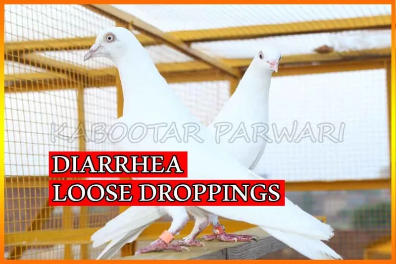 Diarrhea in Pigeons Loose Droppings