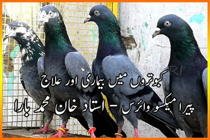 کبوتروں میں بیماری