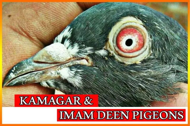 Imam Deen Pigeons