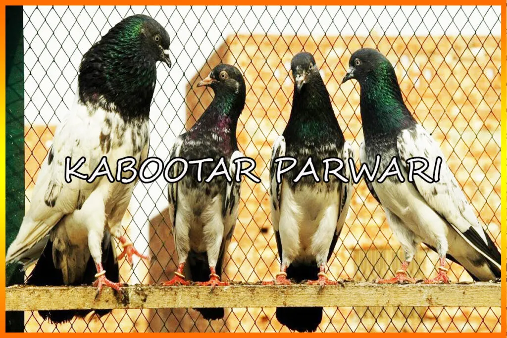 Highflyer Pigeons Kabootar Parwari