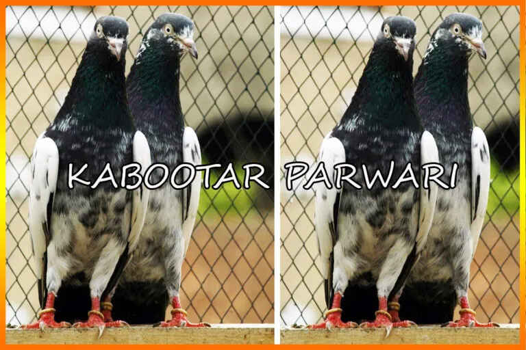 Kabootar Parwari