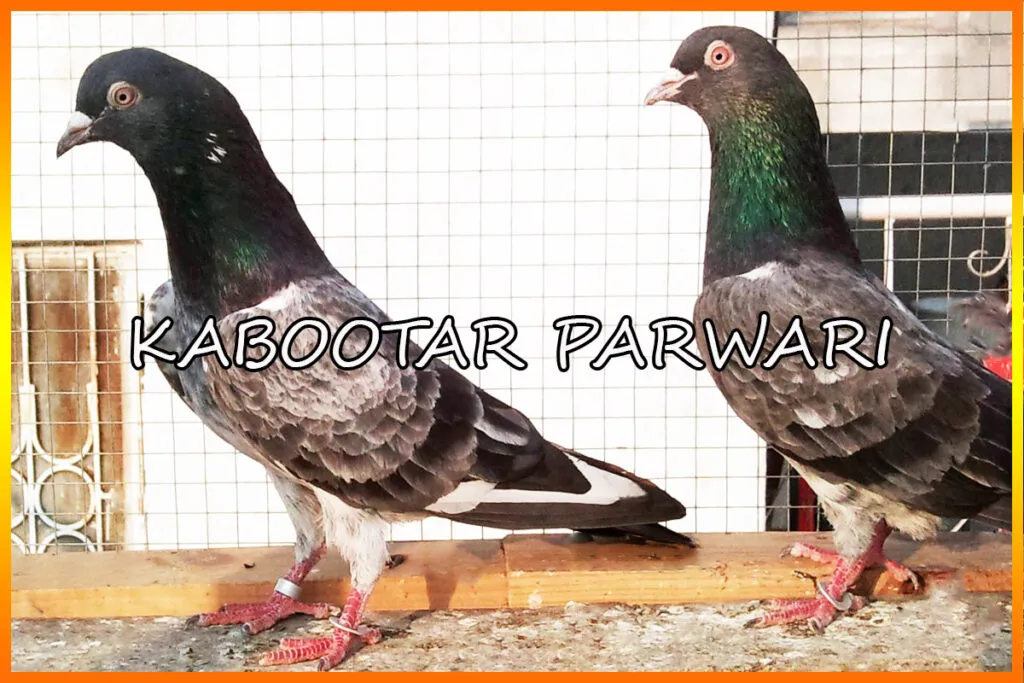 Highflyer Pigeons Kabootar Parwari