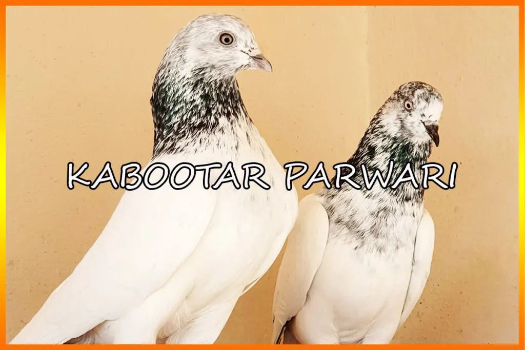 Hafiz Furqan Tahir Pigeons