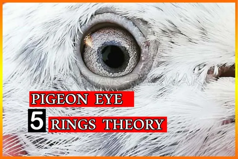 Eye of Pigeon