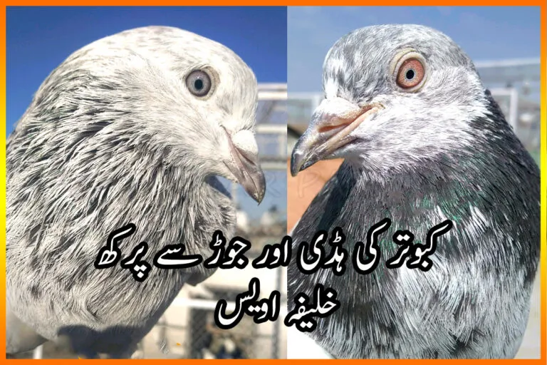 Pakistan Birds