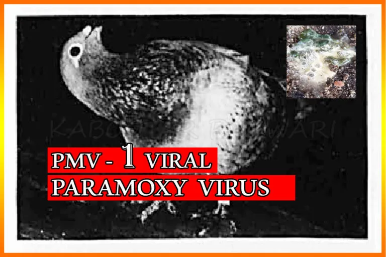 Paramoxy Disease in Pigeons