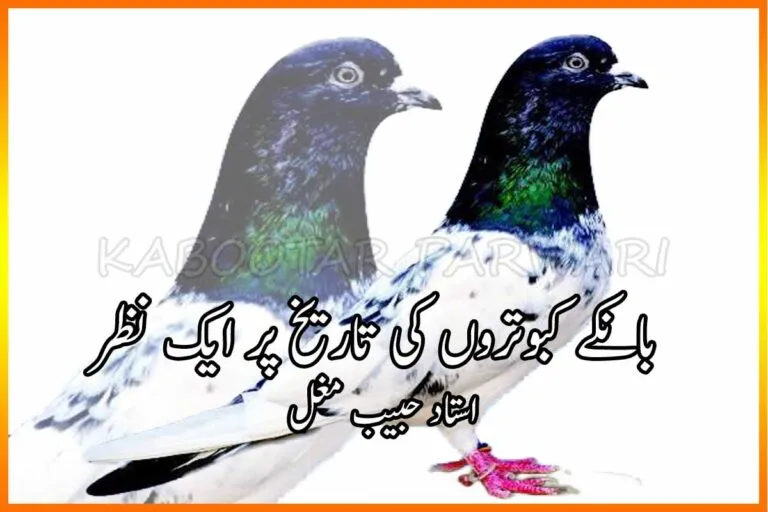Indian Pigeons