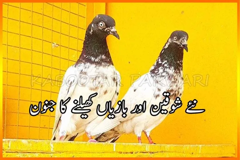 Kabootar Bazi