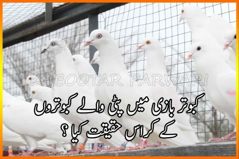Low Flyer Pigeons Patty Walay Kabootar