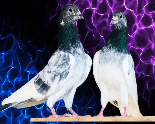Sialkoti Pigeons Chuhay Kabootar