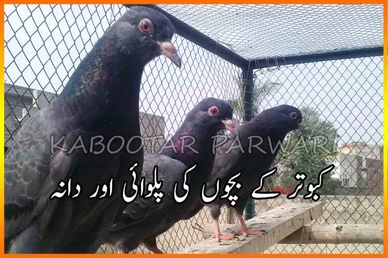 کبوتر کے بچوں کی پلوائی