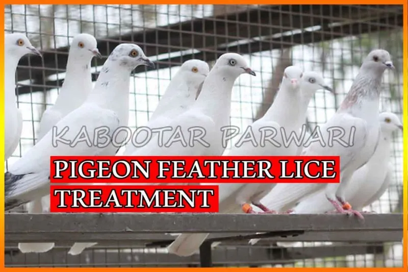 Pigeon Lice Treatment - Feather Lice