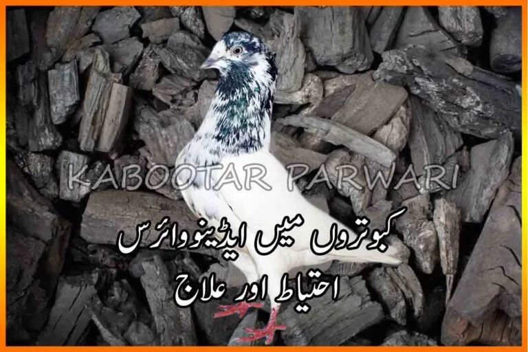 adenovirus in pigeons