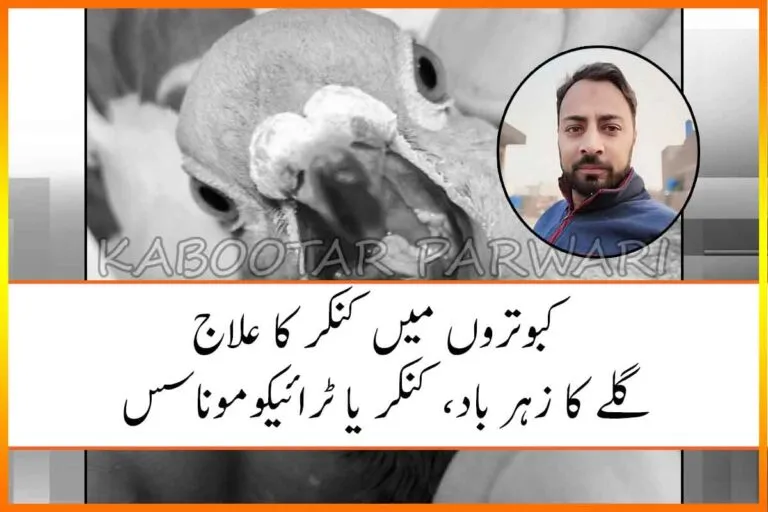 کبوتروں میں گلے کا زہر باد