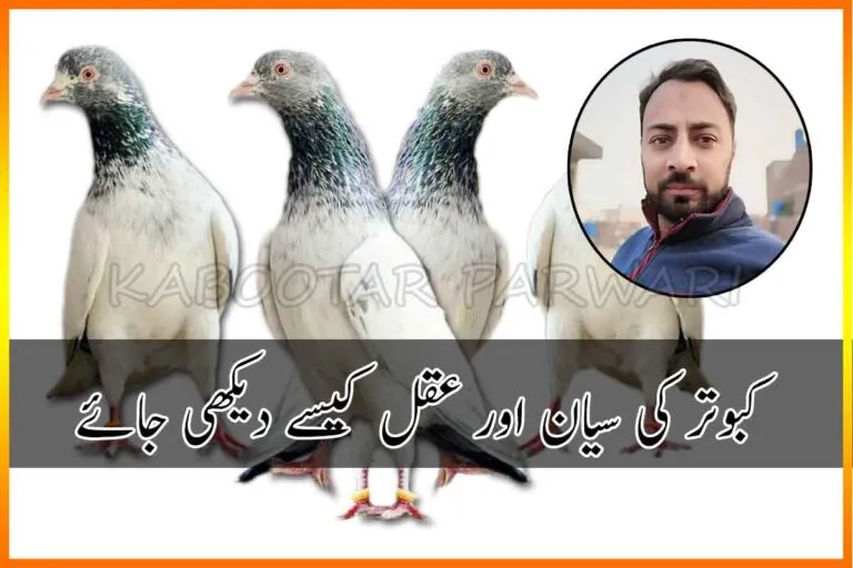 کبوتر کی سیان اور عقل