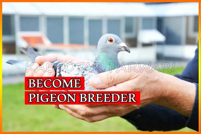 Pigeon Breeding - Pigeon Mating