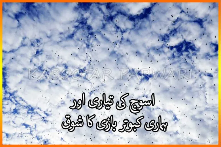 اسوج کی تیاری اور ہماری کبوتر بازی کا شوق