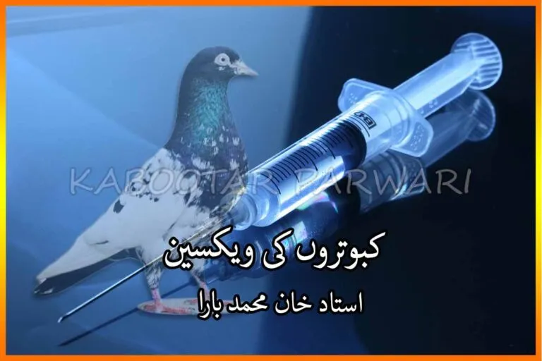 کبوتر کی ویکسینیشن