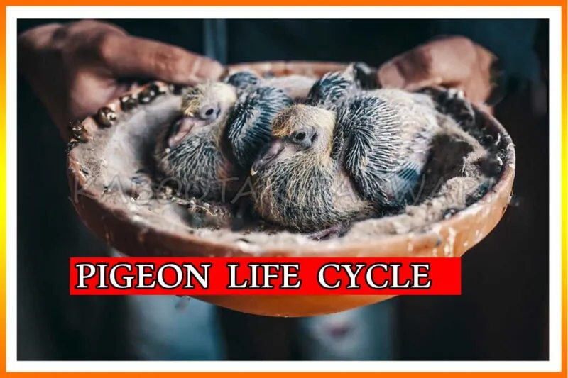 Pigeon Life Cycle - Pigeons