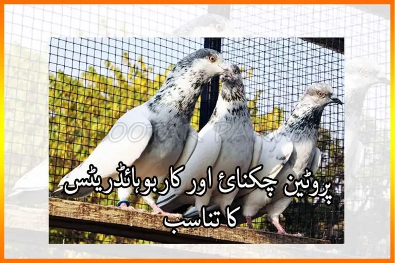 Balance Diet For Pigeons - Kabootaro ka Dana