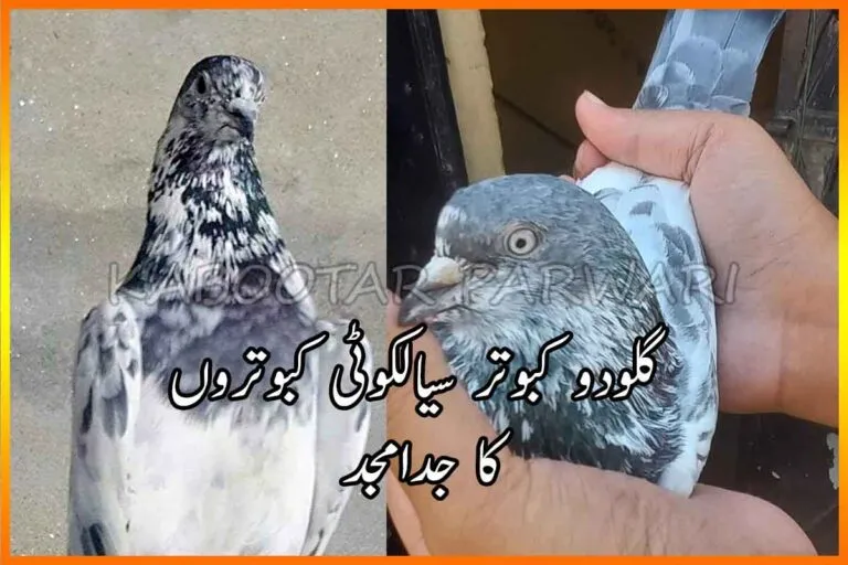 گلودو کبوتر - سیالکوٹی کبوتر