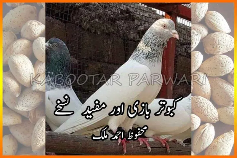 کبوتروں کی پرواز کا نسخہ