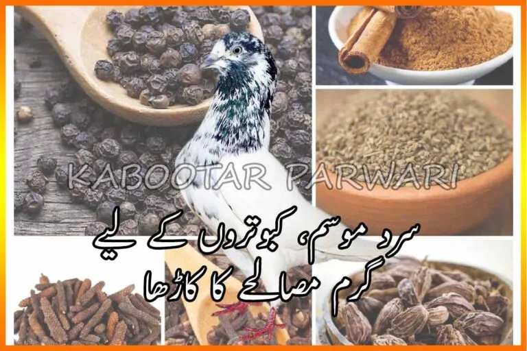 Sardio Ma Kabootar Ka Lia Garam Pani