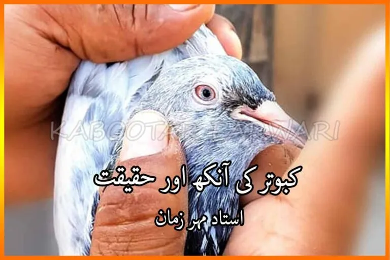 کبوتر کی آنکھ اور حقیقت - Ustad Mehar Zaman