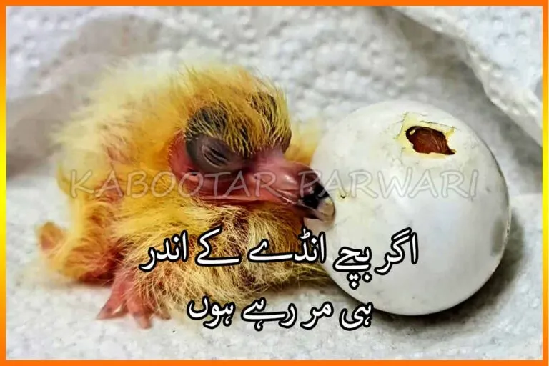 Kabootar-Bazi-If-Pigeon-Squabs-Die-in-Egg