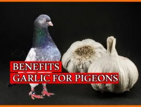 Benefits For Garlic