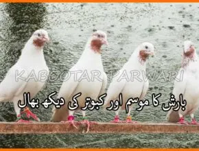 بارش کا موسم اور کبوتر کی دیکھ بھال