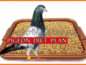 Best Seeds For Pigeons Pigeon Diet Plan