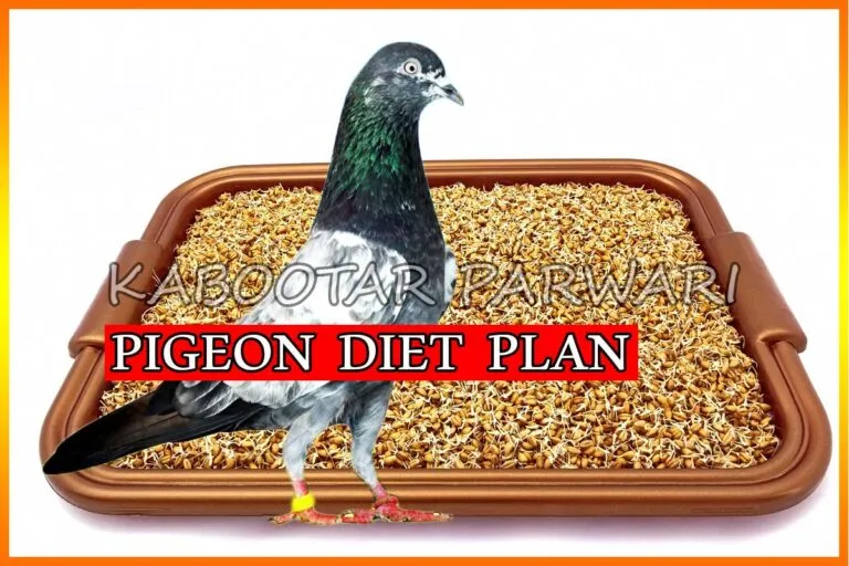 Best Seeds For Pigeons Pigeon Diet Plan