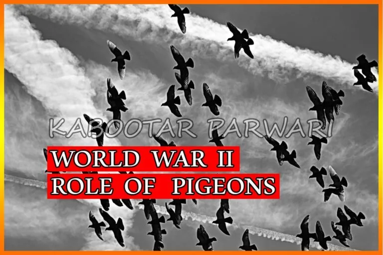 World War 2 Pigeons Role of Pigeons in World War II