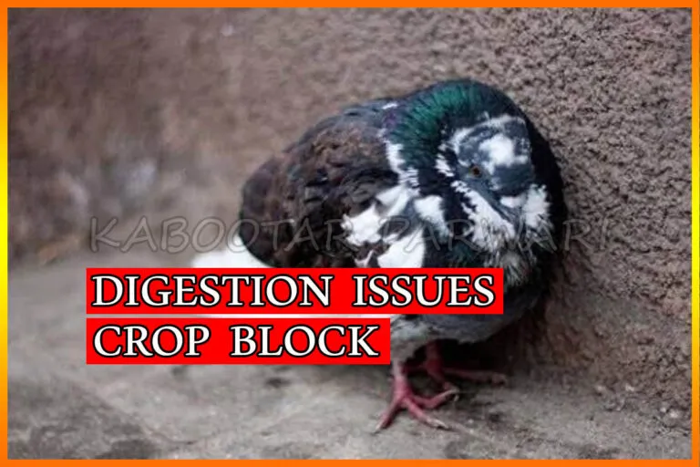 Pigeon Digestion Problem