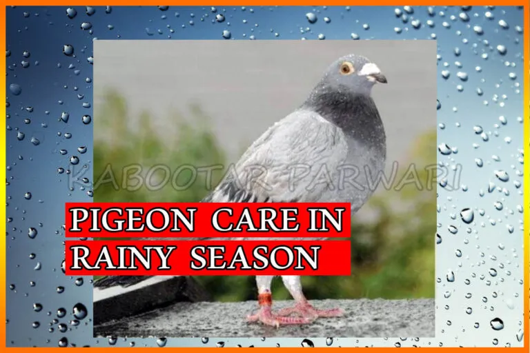 Pigeon Care in Rainy Season
