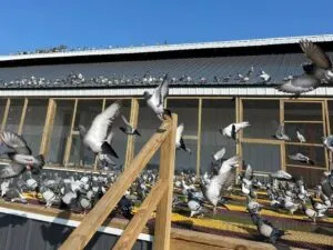 One Loft Pigeon Racing