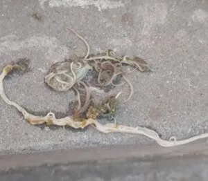 کبوتروں میں ڈی ورمنگ