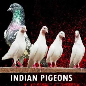 Indian Pigeons