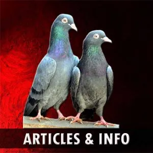 Pigeon Articles