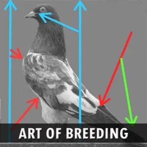 Pigeon Breeding