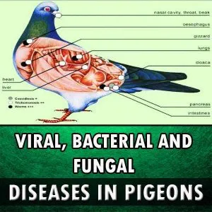 Pigeon Diseases and Treatment