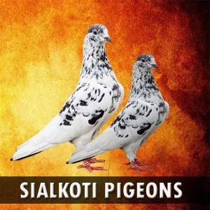 Sialkoti Pigeons