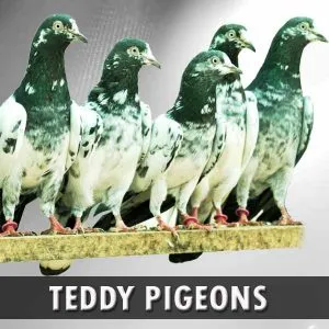 Teddy Pigeons