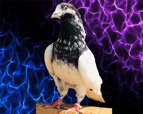 Sialkoti Ali Walay Pigeon