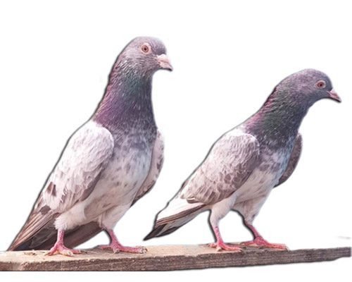 Imam deen pigeon