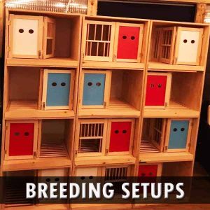 Pigeon Breeding Setups