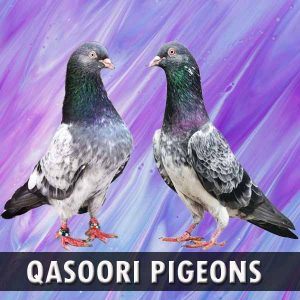 Qasoori Pigeons